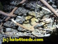 /home//u458753944/public_html/sourcegallery//////Roxborough Toad Detour/2013-2019/2013/2013-04-09/P1120055.JPG
